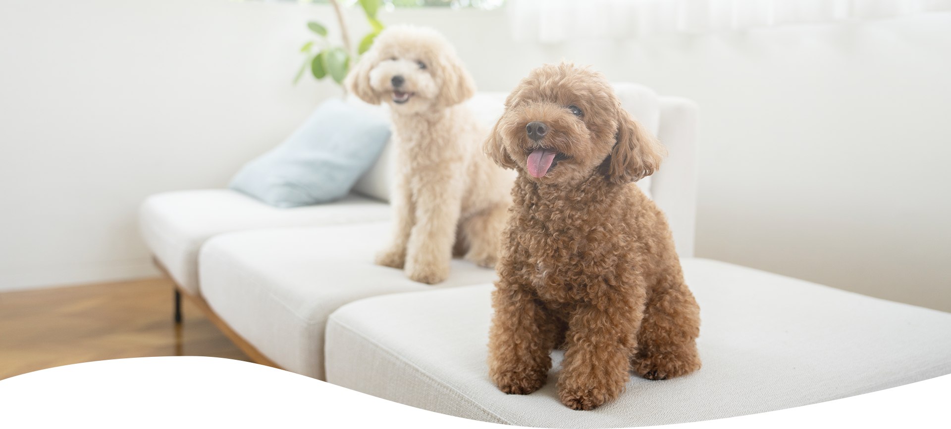 ペットシッターbesmileで慣れたご自宅での犬のお世話