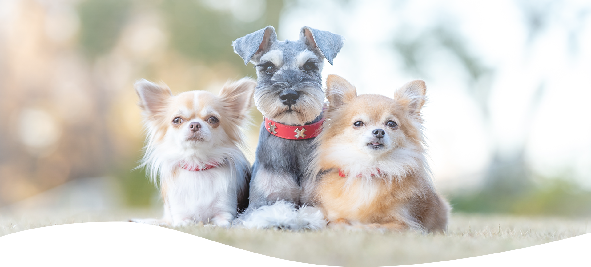 多頭飼いのお客様にも対応するペットシッターサービス