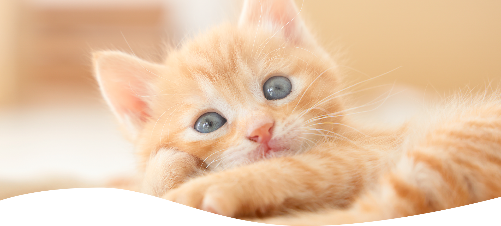 猫のお世話サービスもペットシッターbesmileで