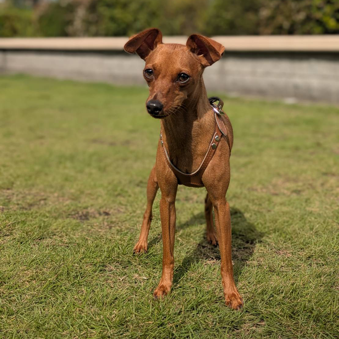 ペットシッターご利用中、新横浜公園のドッグランで散歩中のミニチュア・ピンシャー