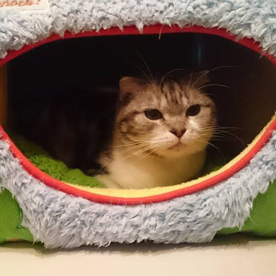 都筑区のおうちの猫ちゃんのお留守番もペットシッターのご利用を