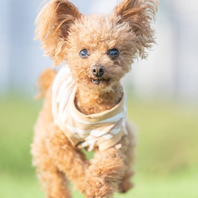 ペットシッターご利用中、岸根公園を駆け回るトイプードル