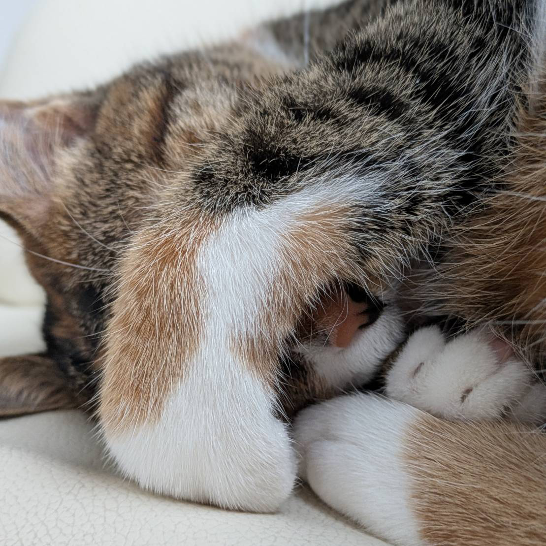 旭区のペットシッター中、眠たい猫ちゃん