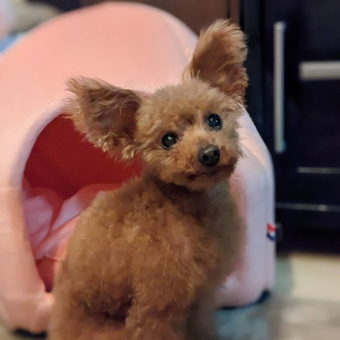 鶴見区のおうちではトイプードルの子と飼い主様を一緒に待ちました