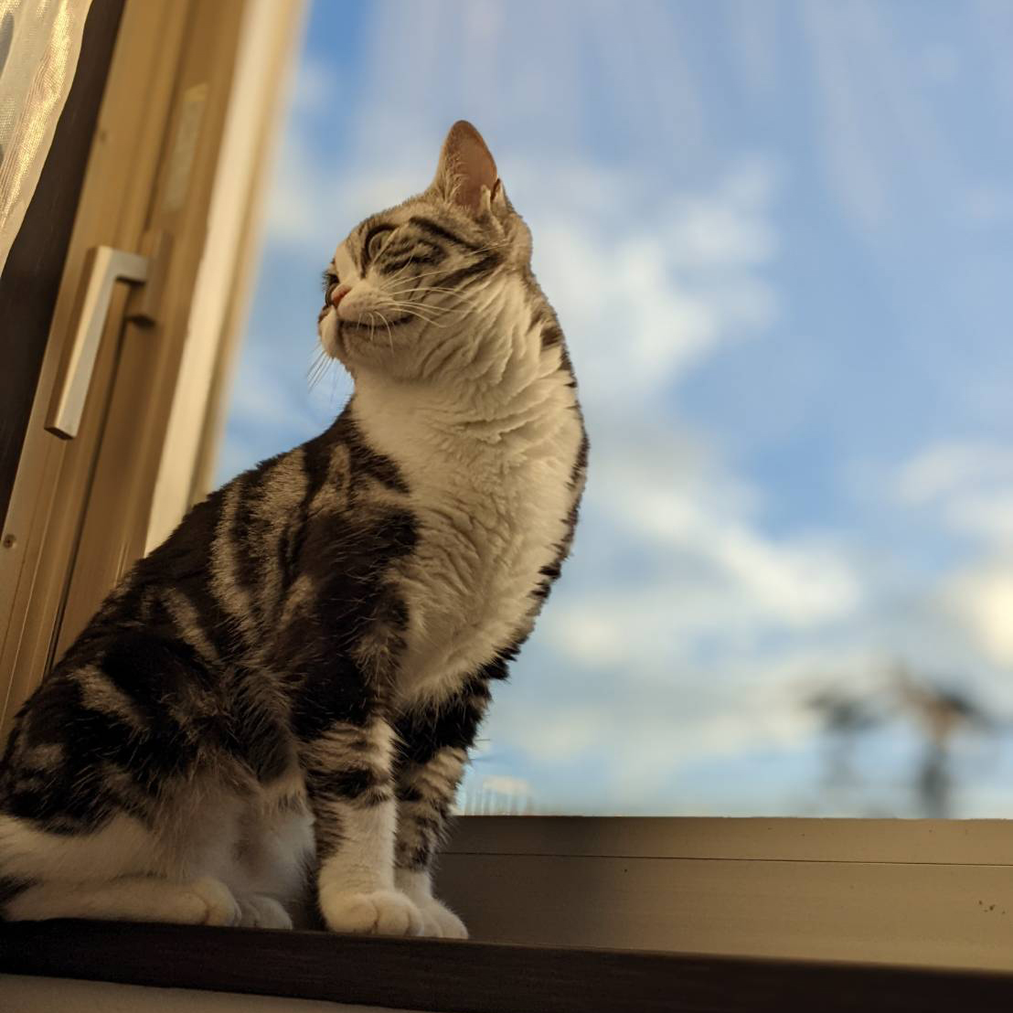 緑区の飼い主様のご自宅の窓際で佇む猫ちゃん