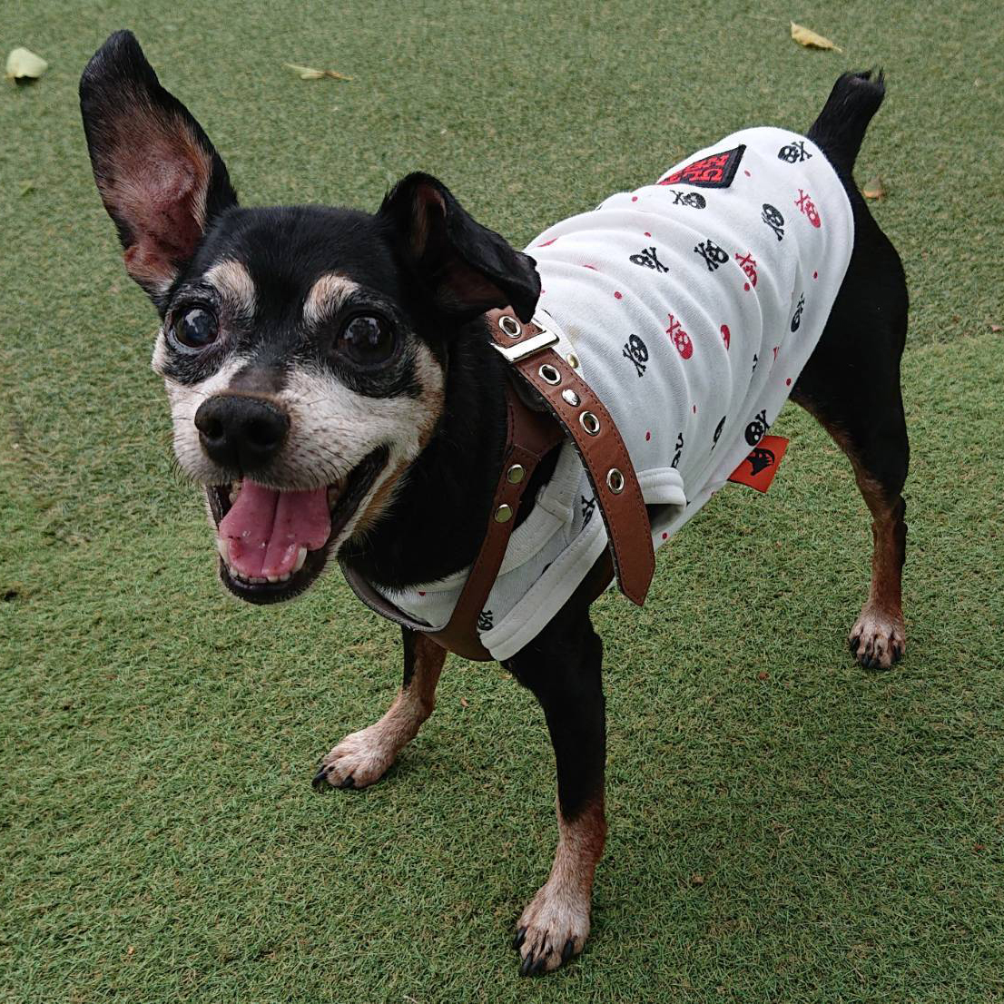 入船公園でペットシッティング