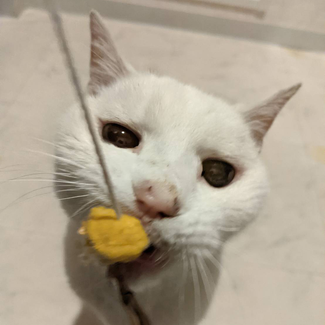 ペットシッターに甘えてくれる猫ちゃん