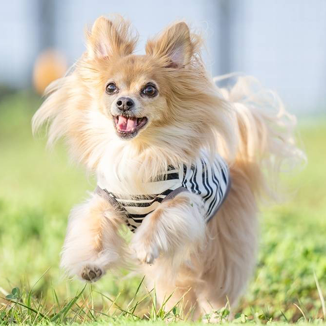 新横浜公園で遊ぶワンちゃん