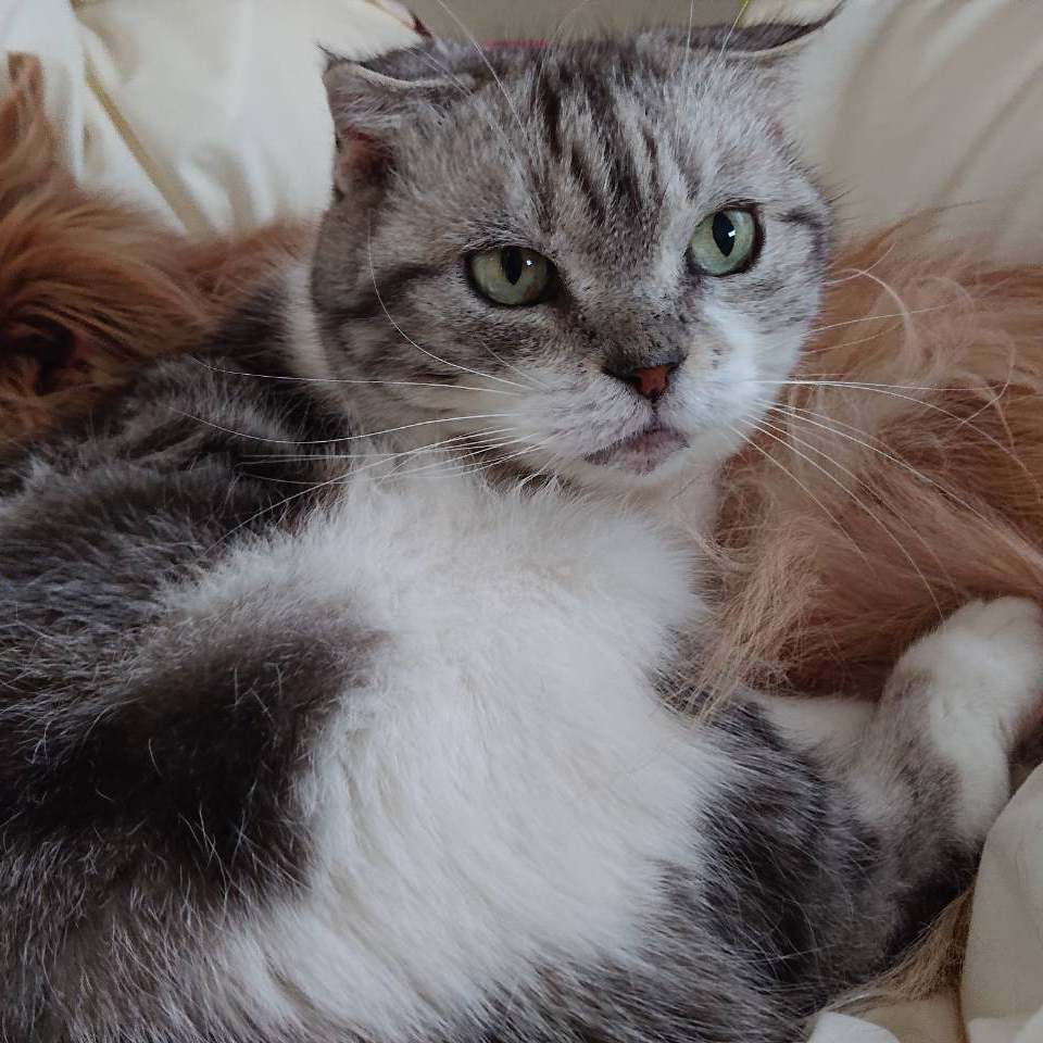 都筑区の美しい猫ちゃん