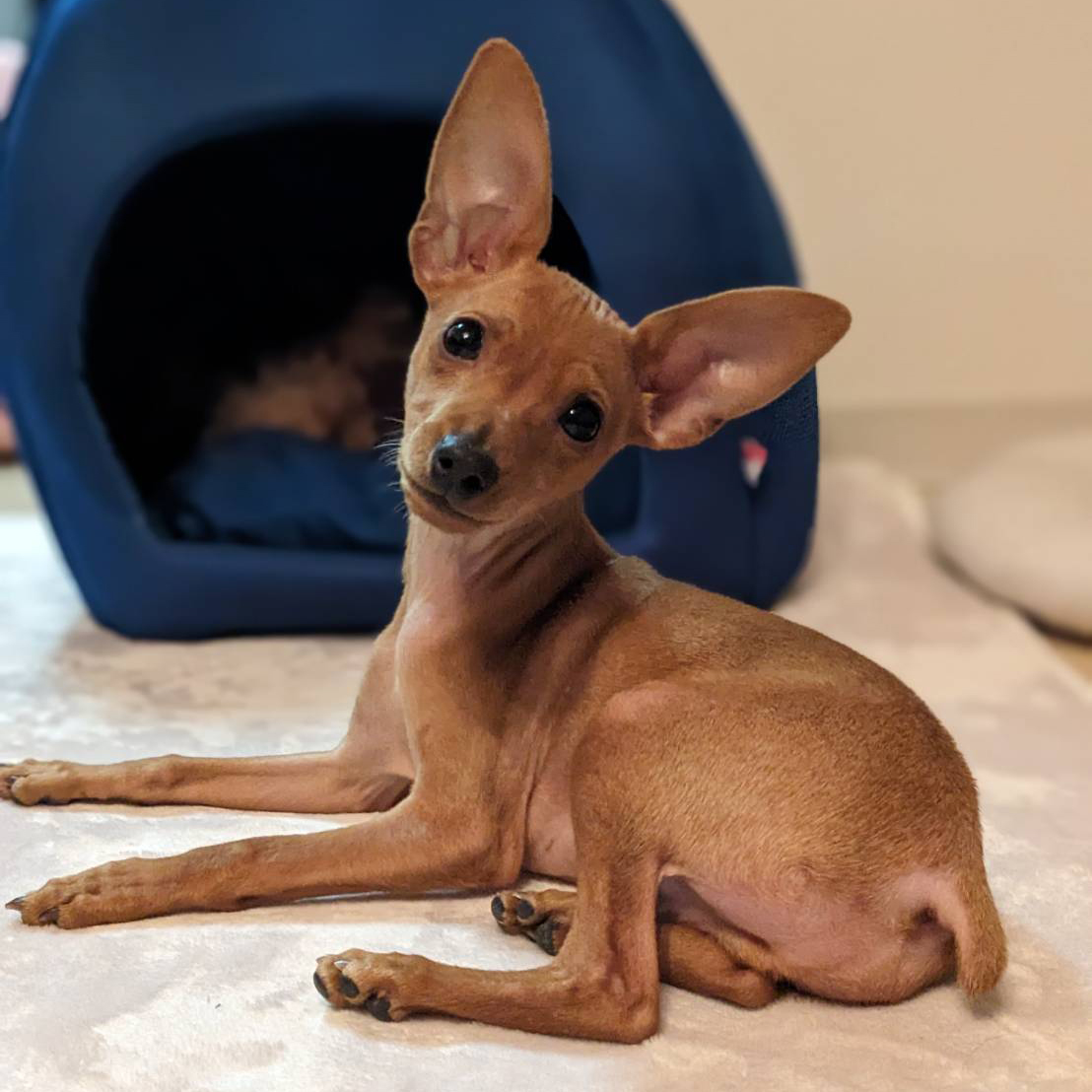 神奈川区区のミニチュア・ピンシャーをペットシッターが見守り