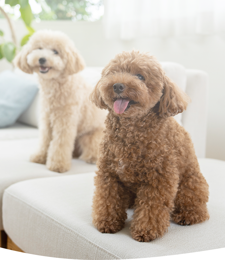 ペットシッターbesmileで慣れたご自宅での犬のお世話