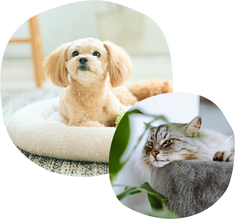 大切なペットちゃんに、いつもと同じ安心を…