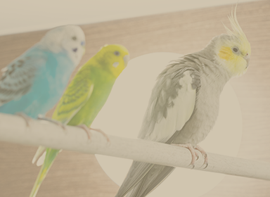 よくあるご質問